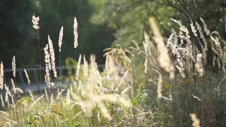 Free Intro No Copyright, Wheat, Cereal, Plant, Field, Vascular Plant