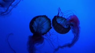 Free Intro Video For Youtube No Copyright, Jellyfish, Invertebrate, Animal, Coelenterate, Light