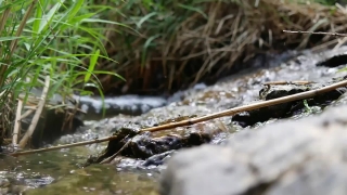 Free Intro Video Without Copyright, Water Snake, Snake, Reptile, Water, River