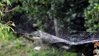 Free Istock Footage, Spider Web, Web, Trap, Cobweb, Spider