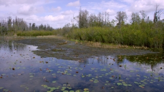 Free Kitchen Stock Footage, Swamp, Wetland, Land, Lake, Forest