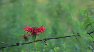 Free Lake Stock Footage, Bee Balm, Herb, Vascular Plant, Plant, Flower