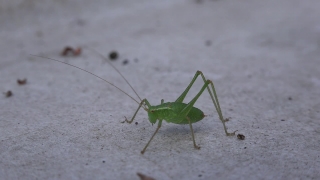 Free License Footage, Cricket, Insect, Arthropod, Grasshopper, Invertebrate