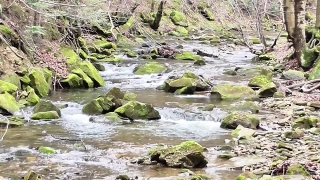 Free Lifestyle Stock Footage, River, Water, Stream, Landscape, Forest