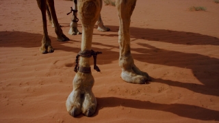 Free Light Stock Video, Camel, Sand, Wild, Desert, Domestic Cat