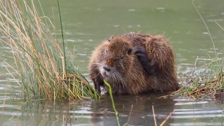 Free Light Video Background, Beaver, Rodent, Mammal, Fur, Wildlife