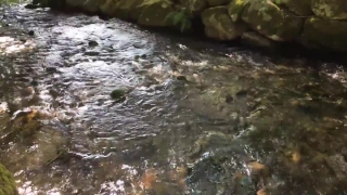 Free Lightning Stock Footage, Bird, Water, Stone, River, Rock