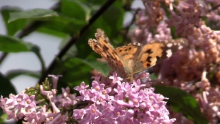 Free Long Stock Videos, Swamp Milkweed, Milkweed, Herb, Vascular Plant, Plant