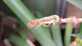 Free Loop Video, Insect, Animal, Arthropod, Leaf, Wildlife