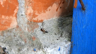 Free Looping Video, Ant, Insect, Arthropod, Wall, Old