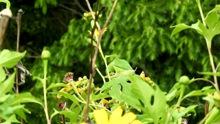 Free Mars Stock Footage, Plant, Vascular Plant, Tree, Herb, Leaf