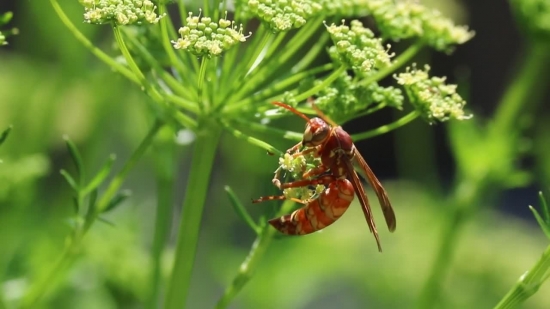 Free Media Stock Footage, Insect, Plant, Herb, Arthropod, Leaf