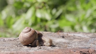 Free Medieval Stock Footage, Snail, Gastropod, Mollusk, Invertebrate, Animal