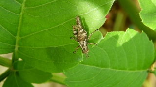 Free Melbourne Stock Footage, Insect, Arthropod, Beetle, Grasshopper, Leaf