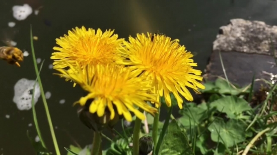 Free Memes To Use In Youtube Videos, Dandelion, Herb, Plant, Flower, Yellow