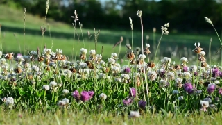 Free Mermaid Stock Footage, Plant, Herb, Vascular Plant, Flower, Spring