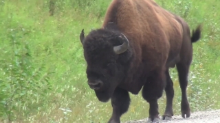 Free Meteor Stock Footage, Bison, Ruminant, Bull, Cow, Ungulate