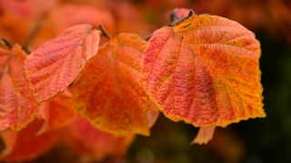 Free Milk Stock Footage, Ornamental, Autumn, Maple, Leaves, Fall