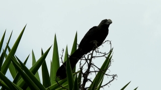 Free Mining Stock Footage, Kite, Hawk, Bird, Wildlife, Eagle