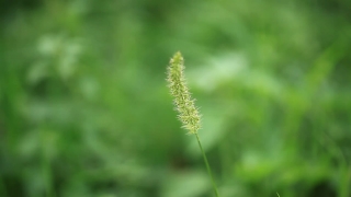 Free Mist Stock Footage, Herb, Plantain, Plant, Hoary Plantain, Vascular Plant