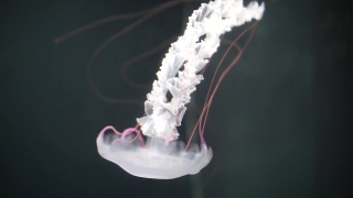 Free Monkey Stock Video, Invertebrate, Jellyfish, Animal, Smoke, Light