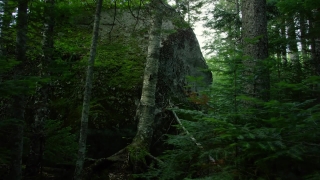 Free Motion Back, Tree, Forest, Woody Plant, Landscape, Trees