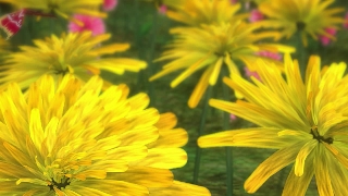 Free Motion Background, Herb, Dandelion, Plant, Flower, Yellow