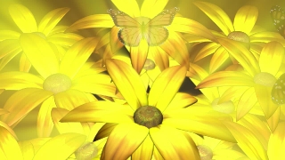 Free Motion Backgrounds For, Sunflower, Flower, Daisy, Yellow, Petal