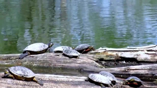 Free Motion Backgrounds For, Terrapin, Turtle, Water, Reptile, Lake