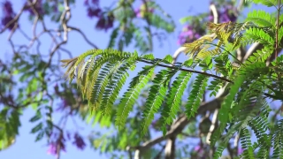 Free Motion Backgrounds Video Editing, Tree, Woody Plant, Plant, Vascular Plant, Fern