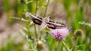 Free Motion Desktop Backgrounds, Herb, Insect, Butterfly, Plant, Flower