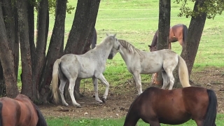 Free Motion Graphics Backgrounds, Horse, Colt, Foal, Equine, Horses