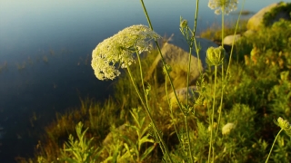 Free Motion Graphics No Copyright, Herb, Dandelion, Plant, Grass, Vascular Plant