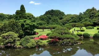 Free Motion Menu Backs, Tree, Landscape, Water, Forest, River