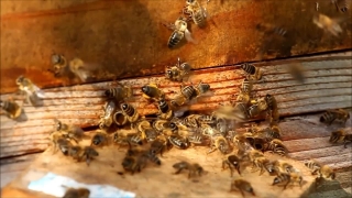 Free Motion Worship, Insect, Worker, Arthropod, Apiary, Honeycomb