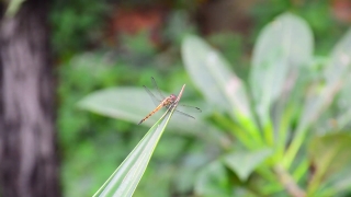 Free Mountain Stock Footage, Damselfly, Insect, Arthropod, Dragonfly, Invertebrate