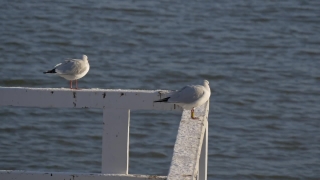 Free Mountain Video Clips Download, Gull, Coastal Diving Bird, Seabird, Bird, Sea