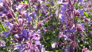 Free Movie Clips No Copyright, Herb, Vascular Plant, Plant, Flower, Lavender