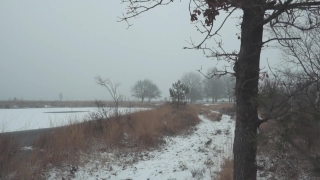 Free Movie Clips No Copyright, Snow, Winter, Tree, Landscape, Weather