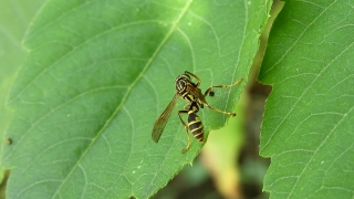 Free Movie Title Background, Insect, Arthropod, Grasshopper, Invertebrate, Leaf