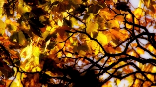 Free Moving Background, Maple, Autumn, Tree, Fall, Leaves