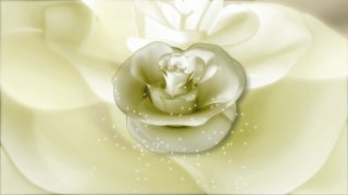 Free Moving Background Video, Flower, Rose, Pink, Love, Bride