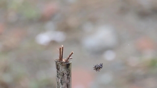 Free Music Festival Stock Footage, Insect, Arthropod, Ant, Tree, Spider