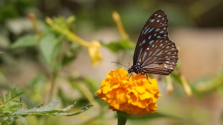 Free Music Stock Video, Butterfly, Wayfaring Tree, Insect, Monarch, Plant