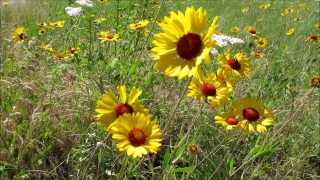 Free Music Studio Background Video, Sunflower, Flower, Plant, Daisy, Herb