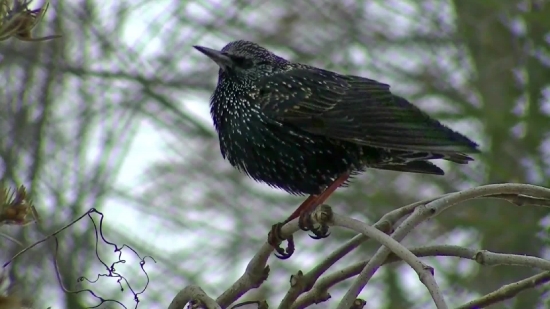 Free Music Video Backgrounds, Starling, Bird, Wildlife, Beak, Wild