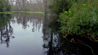 Free Music Video Backgrounds, Swamp, Forest, Land, Tree, Wetland