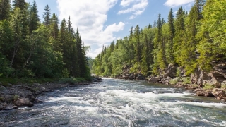 Free Nature Stock Video Footage, Forest, Fir, Landscape, Pine, Mountain