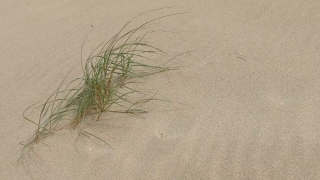 Free Nature Video Loops, Sand, Soil, Earth, Dune, Beach