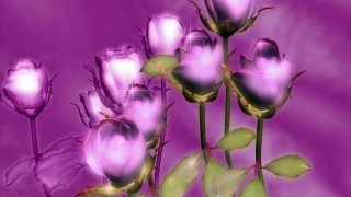 Free Nature Video Loops, Tulip, Pink, Flower, Lilac, Purple